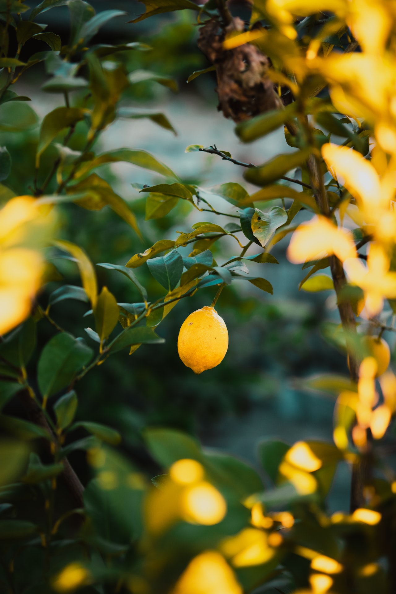 yuzu fruit is beneficial for health