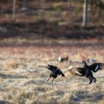hunting services