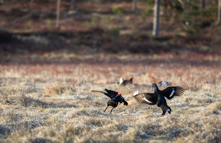 hunting services